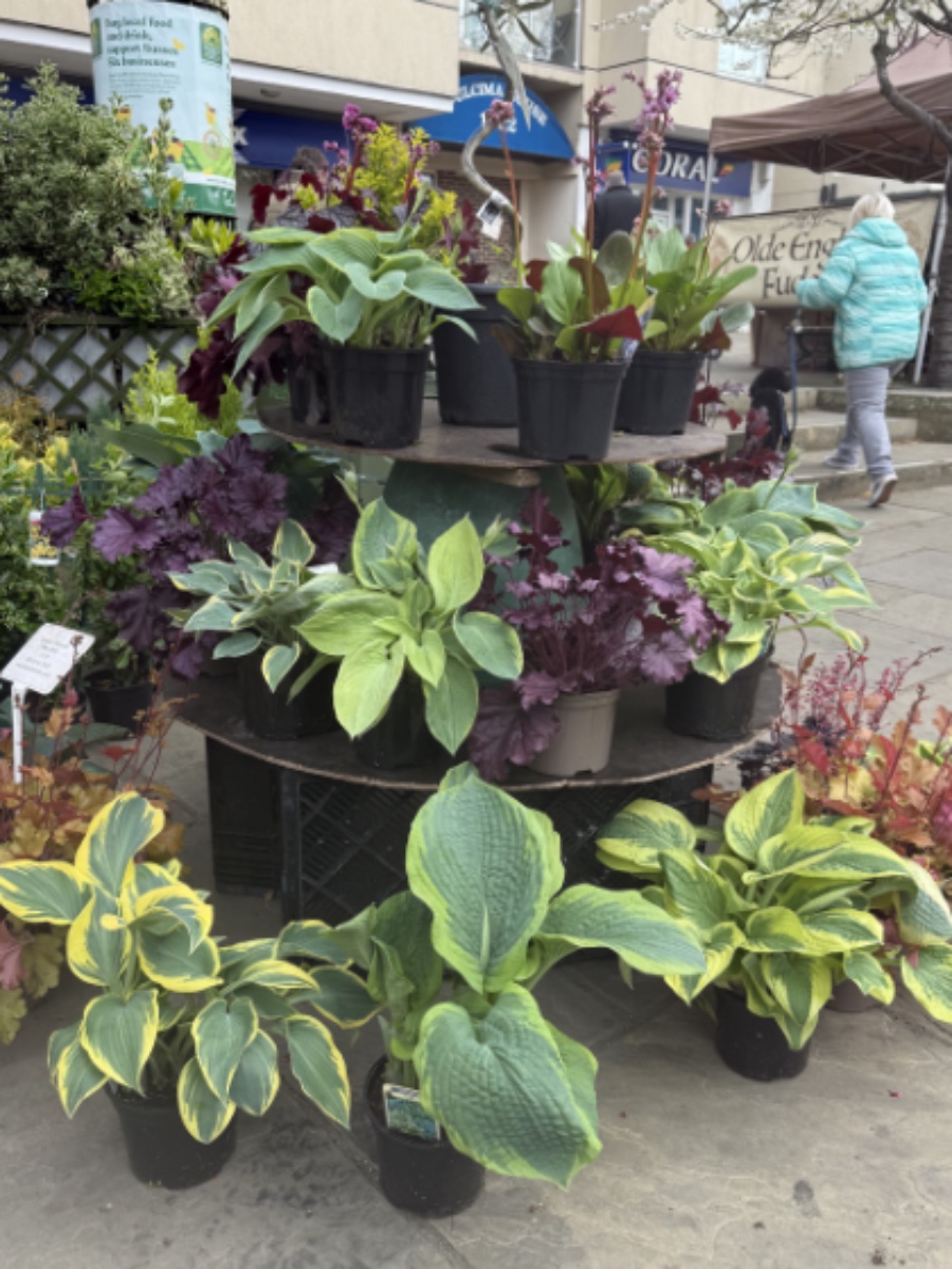Baskets in Bloom