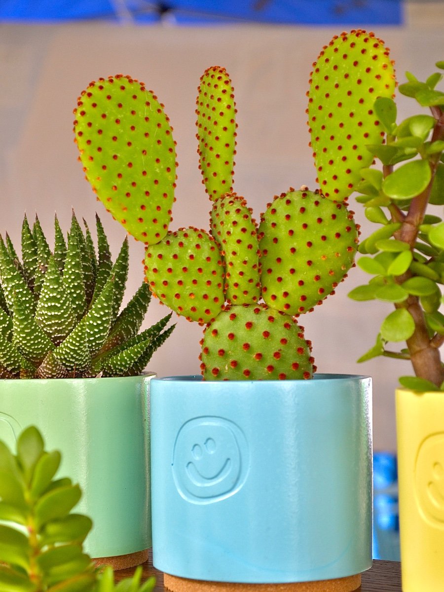 Smiley Succulents
